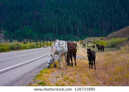 Horses enjoy the peace in Yellowstone National Park,USA