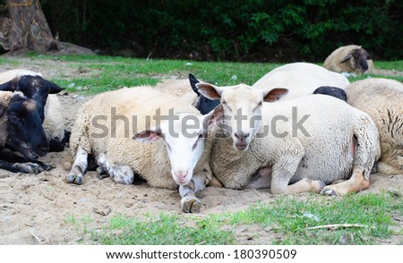 Flock of sheep on the ground on farm