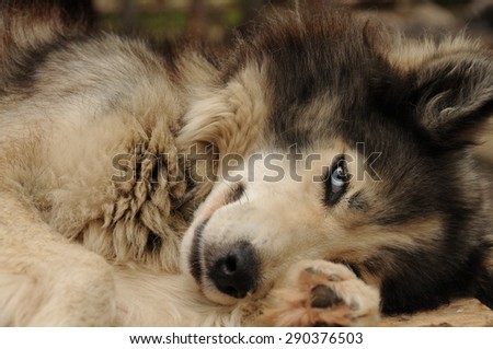 The dog looks like a wolf with blue eyes