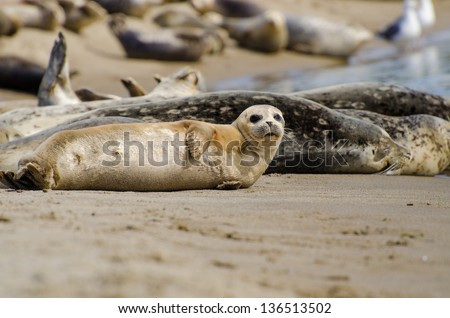 Harp Seal Colony resting on a beach
