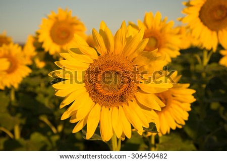A close-up of a beautiful sun-flower amongst a field of yellow.