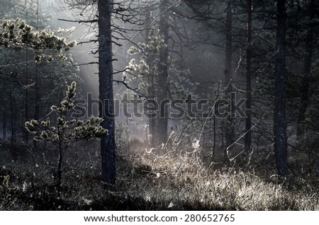 Pine trees and cobwebs in forest at spring morning in Southern Finland.