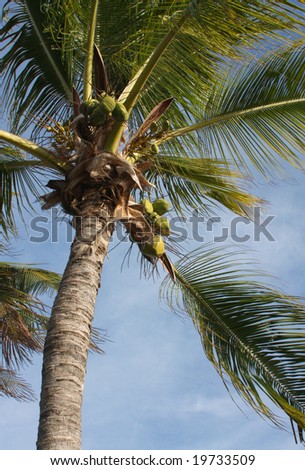 Coconut palm tree Low angle view of a coconut palm tree, waving in the trade winds