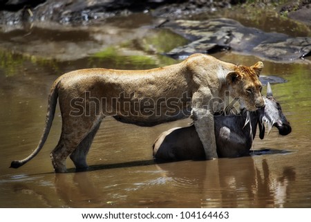 Lioness hunting a wildebeest at Talek River  Masai Mara, Kenya