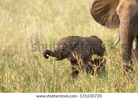 Baby Elephant eating grass for the first time, Tarangire National Park, Tanzania