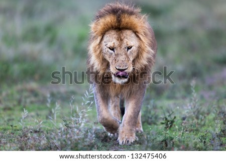 Running big Lion, Serengeti