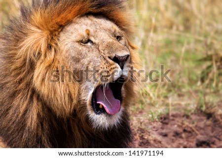 Portrait of big Lion Notch very tired and yawning, Masai Mara, Kenya