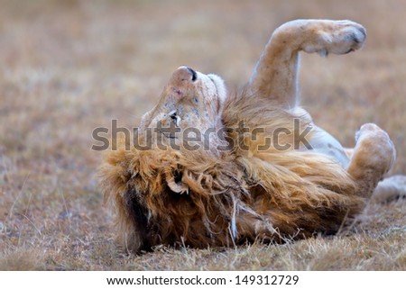 Big Lion relaxed as a small pet cat late evening in Masai Mara, Kenya