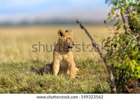 Young Lion of the Marsh Pride is waiting for his mother in Masai Mara, Kenya
