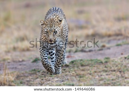 Leopard Bahati on the way to hunt late evening in Masai Mara, Kenya