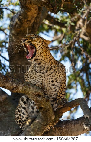 Leopard Bahati, elder daughter of Leopard Olive, hissing in the tree, because the birds do not let her sleep, in Masai Mara, Kenya