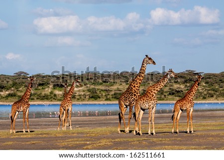 Beautiful herd of Giraffes near Ndutu River in the Serengeti, Tanzania