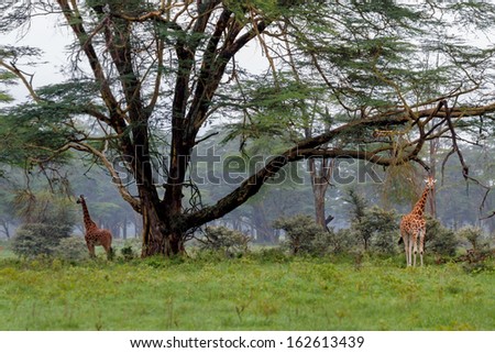 Giraffes under a big tree in the morning mist in Lake Nakuru National Park, Kenya