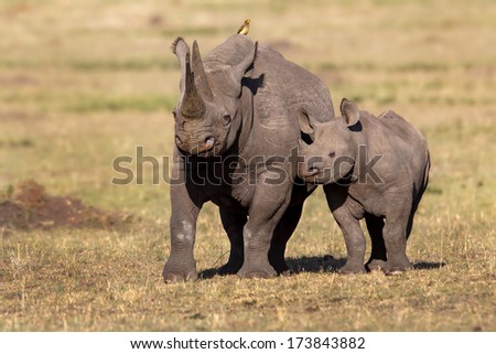 Black Rhino mother with calf in Masai Mara, Kenya