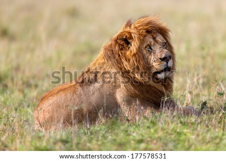 Portrait of big Lion Grimace, son of Lion Notch, in Masai Mara, Kenya