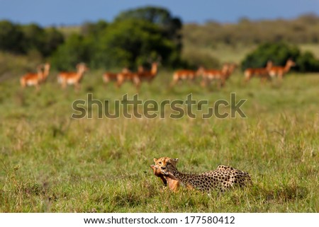 Cheetah after a successful hunt with Impala Gazelle. In the background the shocked Impala Gazelles looking to the Cheetah in Masai Mara, Kenya