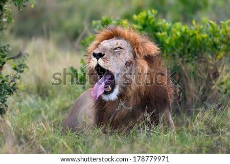 Portrait of a yawning lion with long tongue in the Masai Mara, Kenya. It is Ron, one of Notches sons.