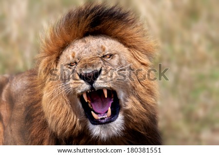 Portrait of a big roaring Lion in Masai Mara, Kenya