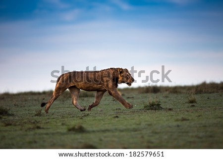 Rekero Pride Lion running early in the morning in Masai Mara, Kenya