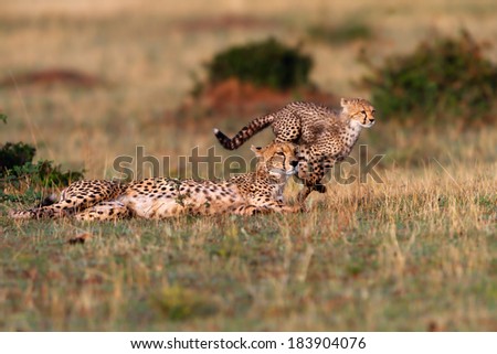 Cheetah mother and running Cheetah cub during playing time with siblings in Masai Mara, Kenya