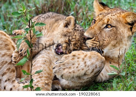 Lion baby playing with his older brother in Lake Nakuru National Park, Kenya