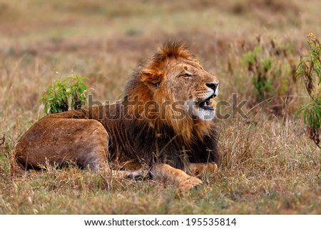 Wet Big Lion after heavy rain in Ol Pejeta Conservancy, Kenya