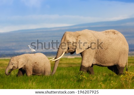 African Elephant mother with her calf in the swamps of Amboseli National Park, Kenya