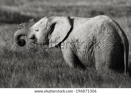 Young Elephant eating grass in the swamp of Amboseli National Park, Kenya