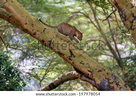 Leopard male is climbing down from a large tree in Nakuru National Park, Kenya