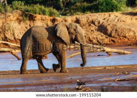 Big Elephant bull goes on the riverbank and drinks during the heat in the Samburu National Reserve, Kenya