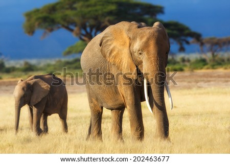 African Elephant cow with young one early in the morning  with nice light in Amboseli National Park, Kenya