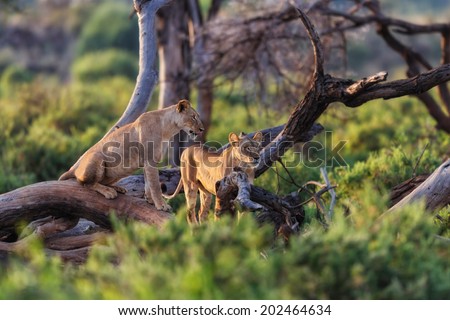 Hungry Lionesses in dry trees watching for something to hunt in Samburu National Reserve, Kenya