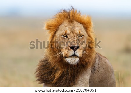 Portrait of a Lion male after eating in Masai Mara, Kenya