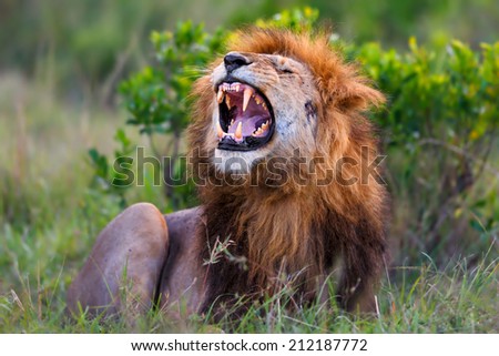 Big Lion showing his dangerous teeth in Masai Mara, Kenya. It is Ron the son of famous Lion Notch.