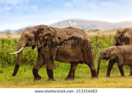 African Elephant wish Cattle Egret on the back after a mud bath in Amboseli National Park, Kenya