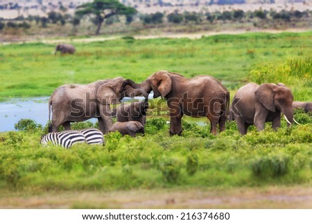 Two female elephants greet each other and also the elephant calf stretches up his trunk in the swamp of Amboseli National Park, Kenya