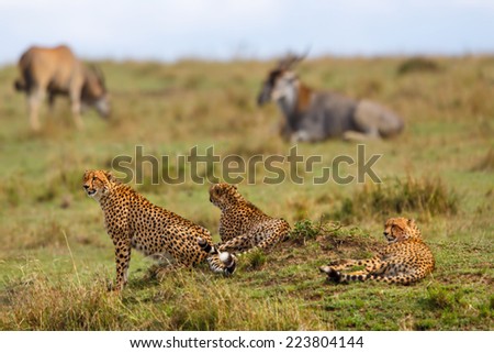 Cheetahs on a termite mound with Eland antelopes in the background in Masai Mara, Kenya