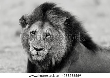 Black and White Portrait of Lion Blacky, Rekero Pride, Masai Mara, Kenya