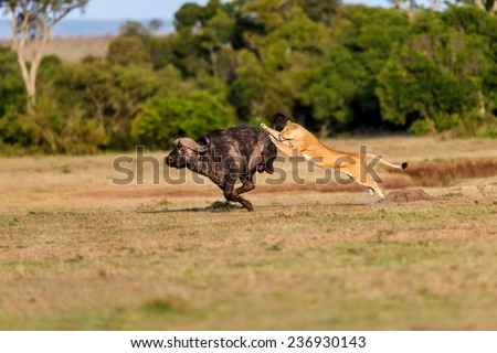 Lion hunting a Buffalo in Masai Mara, Kenya