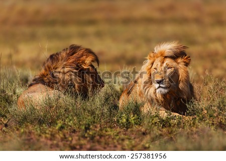 Two large lions in the long grass in the Ngorongoro Conservation Area, Tanzania