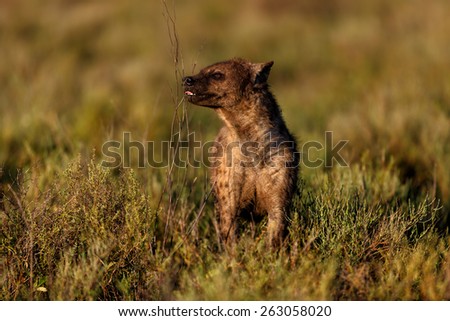 Hyena smells enemy hyenas in the territory in Ndutu, Ngorongoro Conservation Area, Tanzania