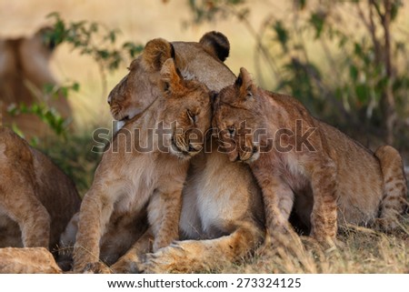 Lion cubs cuddle with mother after a good breakfast in Masai Mara, Kenya