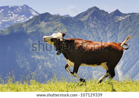 happy cow running and jumping out of winter stable into meadow