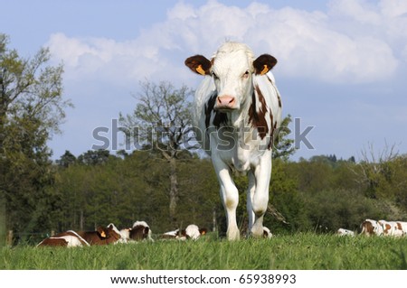 the most beautiful cow