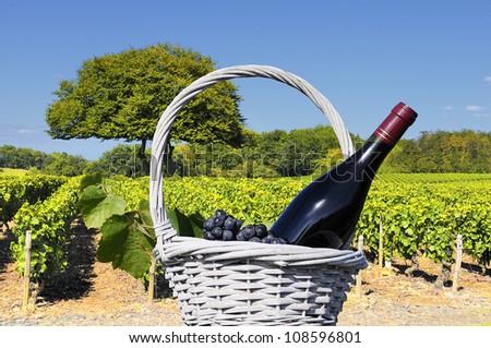 Vineyard in the famous wine making region of Beaujolais, France, during a pleasant summer morning