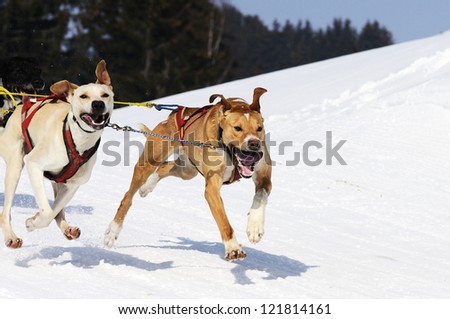 sportive dog team is running in the snow