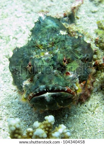 Devil Scorpionfish - Do not touch!