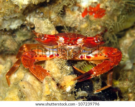 Rainbow crab Images - Search Images on Everypixel