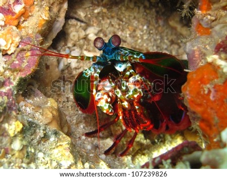Peacock mantis shrimp (Harlequin mantis shrimp, Painted mantis shrimp) - Odontodactylus scyllarus