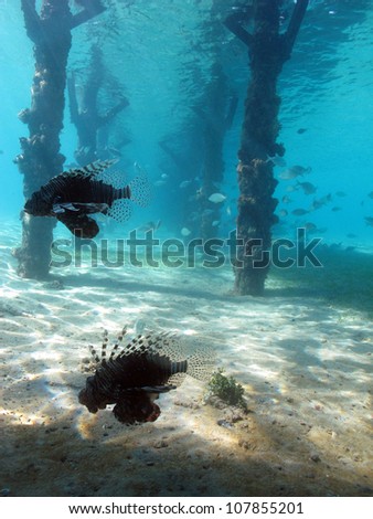 Couple of lionfish (Pterois miles) between the pillars of jetty with the light from outside